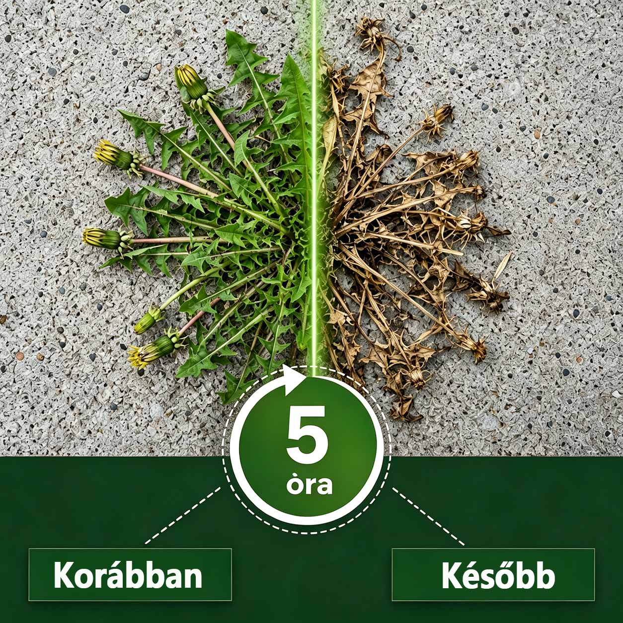 🌿 𝐇𝐞𝐚𝐥𝐫𝐢𝐳𝐞® 𝟓 ó𝐫á𝐬 𝐦𝐚𝐱𝐢𝐦á𝐥𝐢𝐬 𝐡𝐚𝐭á𝐬ú, 𝐤𝐞𝐭𝐭ő𝐬 𝐡𝐚𝐭á𝐬ú 𝐠𝐲𝐨𝐦𝐢𝐫𝐭ó | 𝐆𝐲𝐨𝐫𝐬𝐚𝐧 𝐡𝐚𝐭ó 𝐠𝐫𝐚𝐧𝐮𝐥á𝐭𝐮𝐦 𝐦𝐚𝐤𝐚𝐜𝐬 𝐠𝐲𝐨𝐦𝐨𝐤 é𝐬 𝐛𝐨𝐤𝐫𝐨𝐬 𝐧ö𝐯é𝐧𝐲𝐳𝐞𝐭 𝐞𝐥𝐥𝐞𝐧 🍂